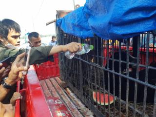 BBKSDA Riau Lakukan Perawatan Intensif Seekor Beruang Madu yang Terjerat di Inhil