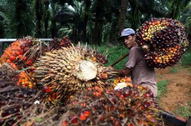 Harga Sawit Riau Naik Lagi Periode 04-10 Agustus, Rp2.762,70/Kg
