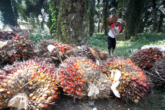 Pergub 77 Tahun 2020 Hadir Setarakan Harga TBS Petani, Simak Yuk! 