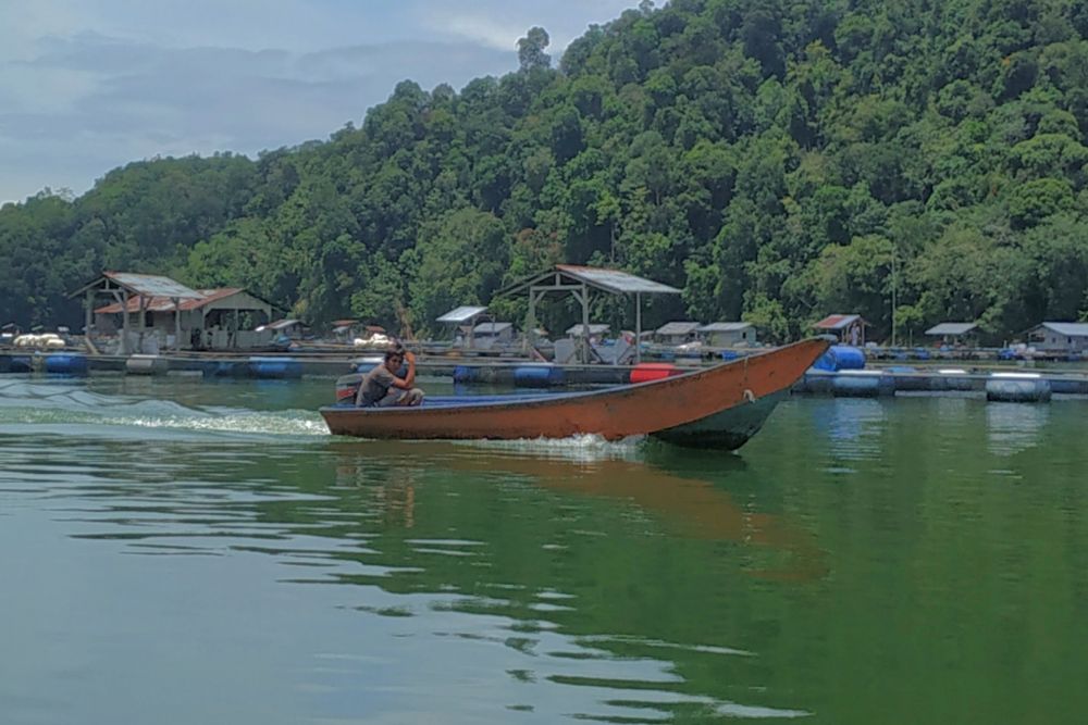 Bisnis Perikanan di Bumi Lancang Kuning Cukup Menjanjikan