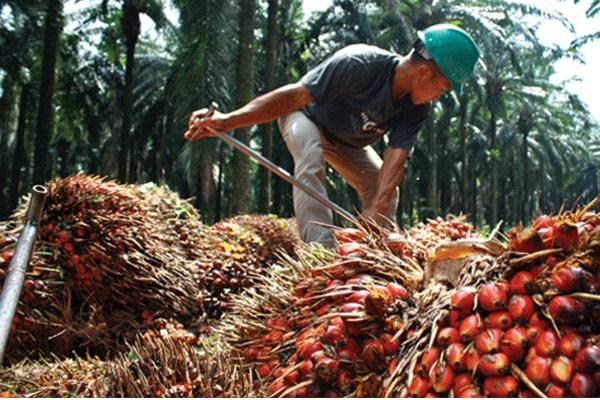 Turun Dikit, Harga TBS Sawit Periode 11–17 Agustus Masih Dilevel Rp 2.730,25/Kg