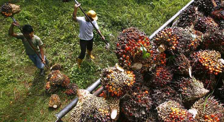 Petani Bahagia, Harga TBS Sawit Riau Periode 18–24 Agustus Naik Rp2.749,02 per Kg