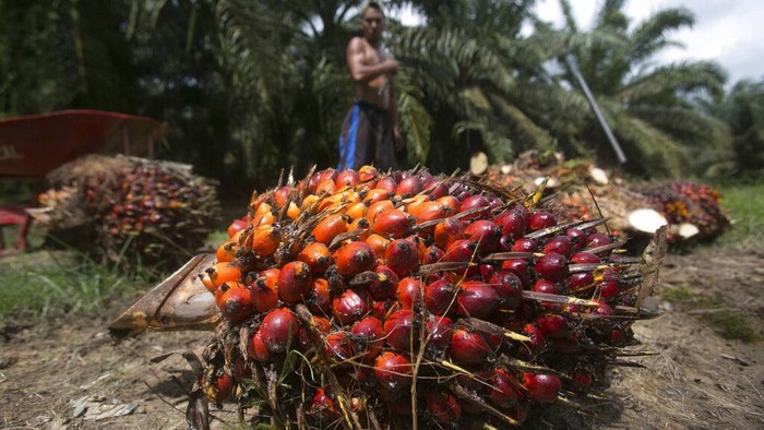 Naik Lagi, Harga TBS Sawit di Riau Periode 25-31 Agustus Rp 2.804,02 per Kg