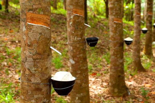 Petani Bahagia, Harga Bahan Olahan Karet di Riau Naik, Berikut Daftar Harganya