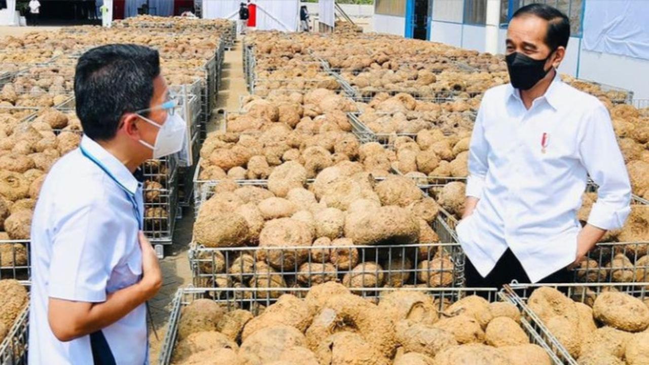 Porang Bakal Jadi Komoditas Andalan Jokowi Dorong Lompatan Ekonomi