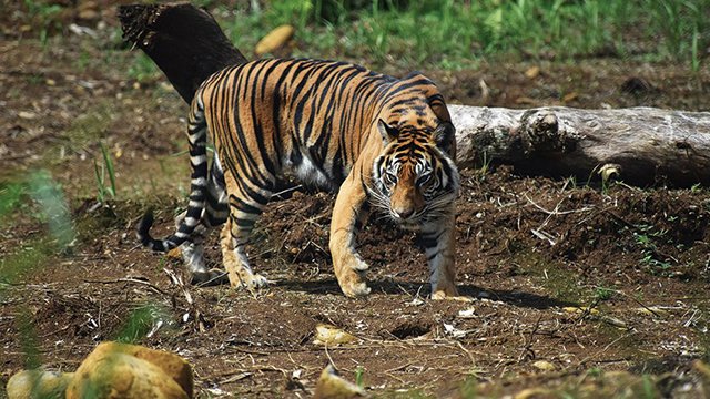 BBKSDA Riau Kirim Tim ke Lokasi Konflik Harimau Terhadap Manusia di Teluk Lanus Siak 