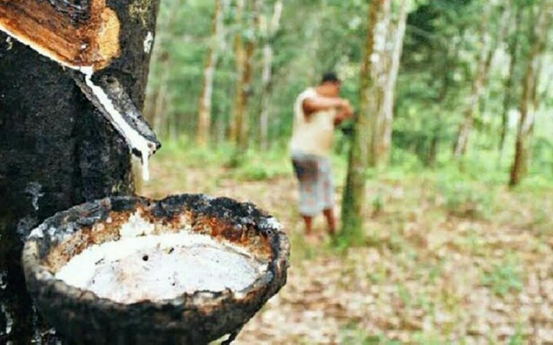 Fluktuatif, Berikut Harga Bokar di Riau Sepekan ke Depan