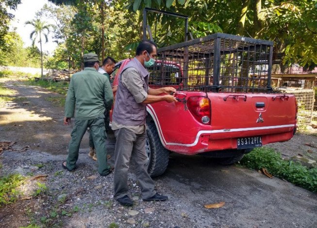 BB KSDA Riau Menilai Ada Kejanggalan Remaja di Siak yang Dilaporkan Diterkam Harimau