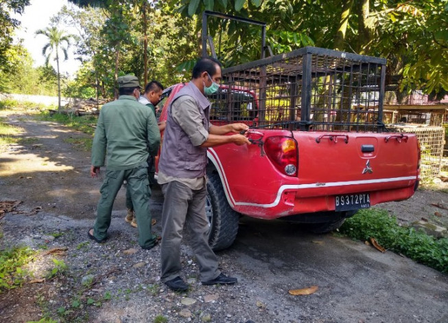 BB KSDA Riau Menilai Ada Kejanggalan Remaja di Siak yang Dilaporkan Diterkam Harimau