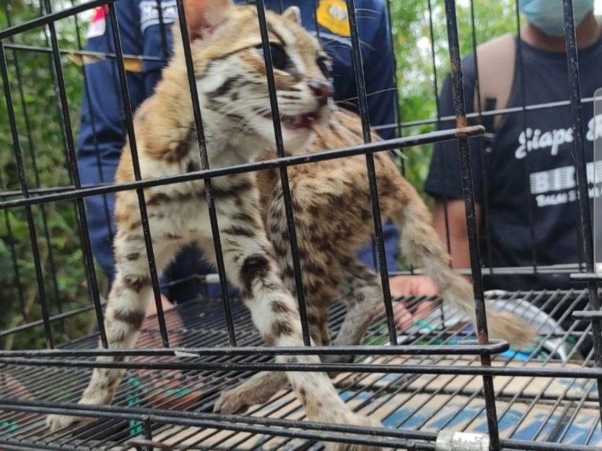BBKSDA Riau Melepasliarkan Kucing Hutan ke Alam Konservasi