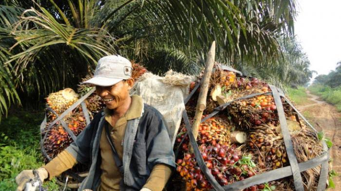 Turun Dikit, Ini Daftar Harga Sawit di Riau Periode 01-07 September 