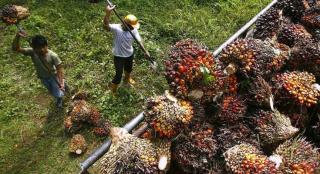 Petani Bahagia, Harga TBS Sawit Riau Periode 18–24 Agustus Naik Rp2.749,02 per Kg