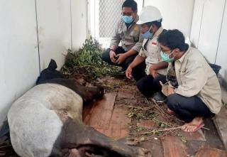 Di Konsesi Hutan PT Arara Abadi, Seekor Tapir Ditemukan dengan Kaki Terputus