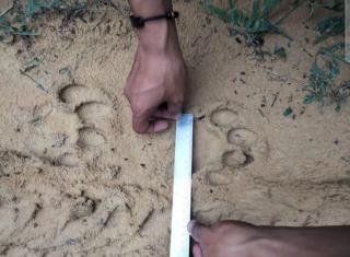 Jejak Kaki Harimau Ditemukan di Areal Konsesi Wilayah Kerumutan Pelalawan