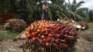 Naik Lagi, Harga TBS Sawit di Riau Periode 25-31 Agustus Rp 2.804,02 per Kg