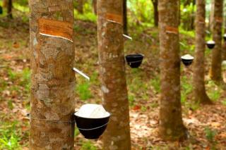 Petani Bahagia, Harga Bahan Olahan Karet di Riau Naik, Berikut Daftar Harganya