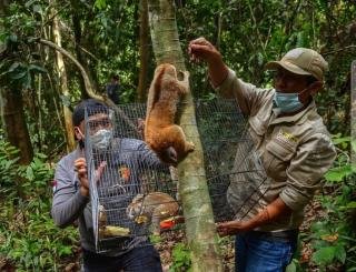 Balai Besar KSDA Riau Lepaskan 8 Ekor Kukang ke Hutan