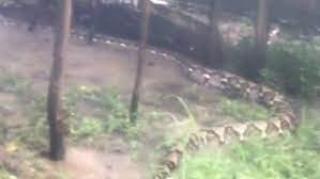 Viral Penampakan Ular Raksasa Mirip Anakonda di Kebun