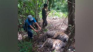 Tiga Ekor Harimau Sumatera Ditemukan Mati Terjerat di Kawasan Hutan Lindung Aceh