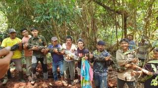 Viral di Pelalawan, Warga Tangkap 2 Ekor Ular Piton Panjang 9 Meter