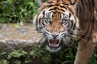 Mengenaskan, Kronologis Harimau Cabik-cabik Pekerja Sawit Uniseraya Hingga Tewas dan Kepalanya Hilang