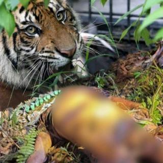 Ngeri, Remaja di Teluk Lanus Siak Dimangsa Harimau, Beberapa Anggota Tubuh Hilang