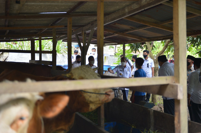 Desa Rimba Makmur Tapung Hulu Canangkan Sapi Indukan Untuk Pengantin Baru