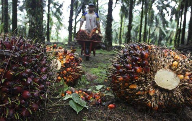 Perjuangkan DBH Sawit, Gubernur Riau Surati Komisi XI DPR RI