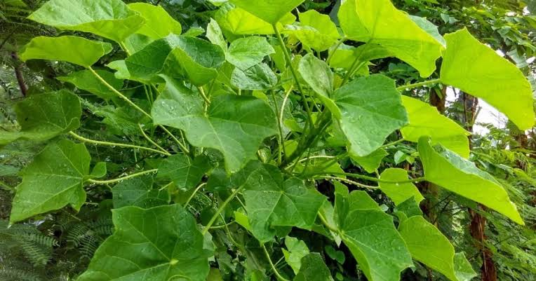 Benarkah Daun Jarak dapat Memperbesar Alat Vital Pria? Ini Faktanya