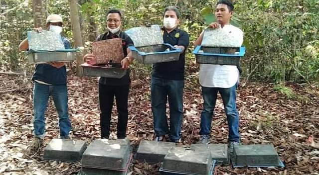 Takut Banyak Mati, BKSDA Riau Lepasliarkan 1.200 Burung Kacer Tangkapan Korpolairud Polri
