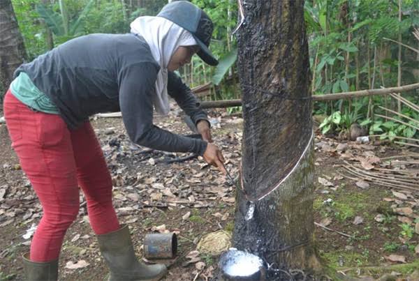 Harga Karet di Riau Periode Minggu Ini Cenderung Turun, Rohil Naik Rp 100/Kg