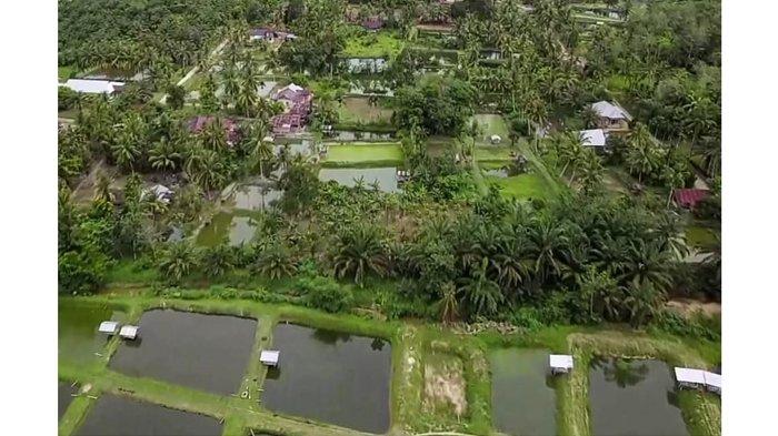 Tertunda Pandemi, Investor Minta 30 Ton Ikan Patin Per Hari di Kampung Patin Kampar
