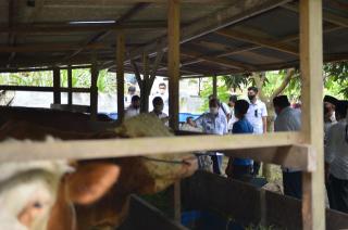Desa Rimba Makmur Tapung Hulu Canangkan Sapi Indukan Untuk Pengantin Baru
