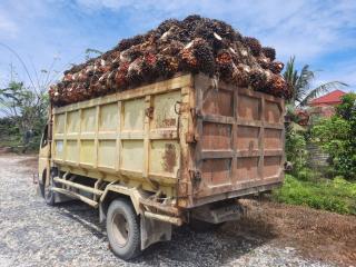 Diduga Dibawa Kabur Pengurus Kopsa-M Lama, Petani Kampar Tangkap Truk Muatan Sawit & Bawa Ke Polsek