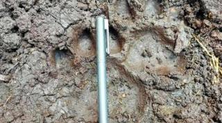 Harimau Datang Lagi ke Pondok Remaja di Desa Teluk Lanus yang Jasadnya Ditemukan Tanpa Kepala