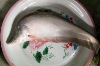Dilarang Ditangkap,  Pemerintah Telah Menetapkan Ikan Belida Sebagai Hewan Dilindungi