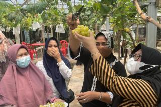 Panen Anggur di Bengkalis, Hj Misnarni : Mari Kita Lakukan Gerakan Menanam