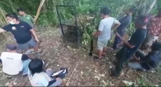Masuk Kerangkeng Perangkap, Harimau di Teluk Lanus dibawa ke Pekanbaru untuk Observasi Tim Medis