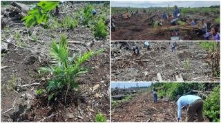 Protes Jadi Kebun Sawit, Warga Desa Sungai Linau Gelar Aksi Tanam Pohon Karet