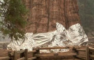 AS Pasangkan Selimut Aluminium untuk Penyelamatan Pohon Terbesar di Dunia dari Kebakaran Hutan
