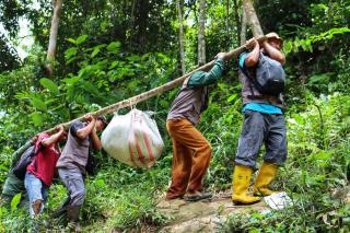 Inilah Detik-detik BBKSDA Riau Lepasliar Ular Piton dengan Berat 120 Kg