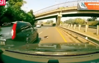 Ada Kucing Nyebrang Jalan, Tabrak Atau Rem Mendadak?