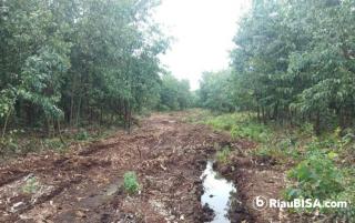 Lahan TORA Presiden Jokowi di Siak Terlantar, Arara Abadi Disebut Nikmati Hasil Kayu
