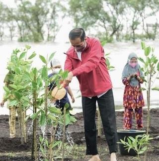 Bersama Masyarakat Presiden Jokowi Tanam Mangrove di Pulau Terdepan Bengkalis