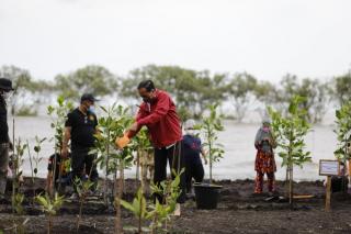 Tidak Hanya di Bengkalis, Presiden akan Rehabilitasi 34.000 Hektar Mangrove di Tanah Air