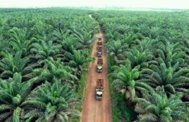 Skandal Kawasan Hutan 12.600 Hektar PT Rimba Seraya Utama di Kampar, Negara Membiarkan dan Siapa Diuntungkan?
