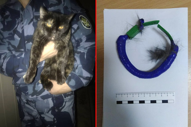 Jadi Kurir Narkoba, Seekor Kucing Ditahan Polisi Rusia 