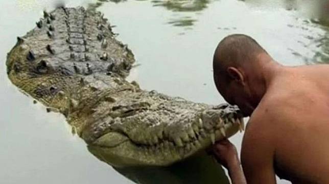 Tak Makan Daging, Buaya Vegetarian Ini Senang Santap Nasi Tiap Hari