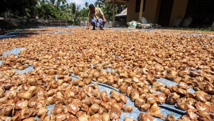 Pinang Kering di Riau Menanjak Naik, Segini Harganya