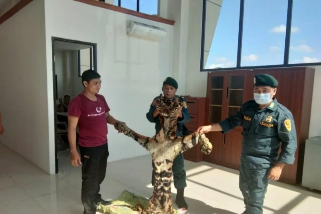 Penjual Kulit Harimau di Kuansing Riau Segera Diadili